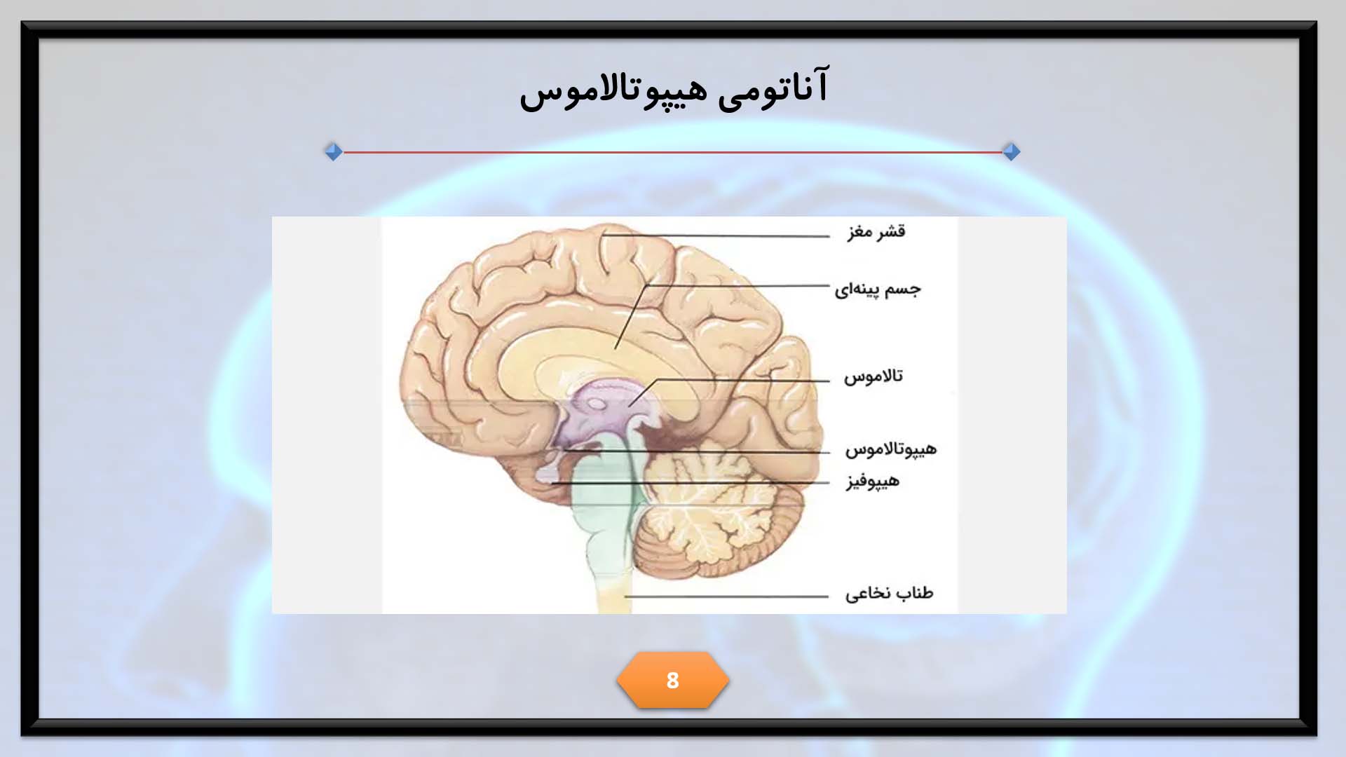 پاورپوینت در مورد هیپوتالاموس 